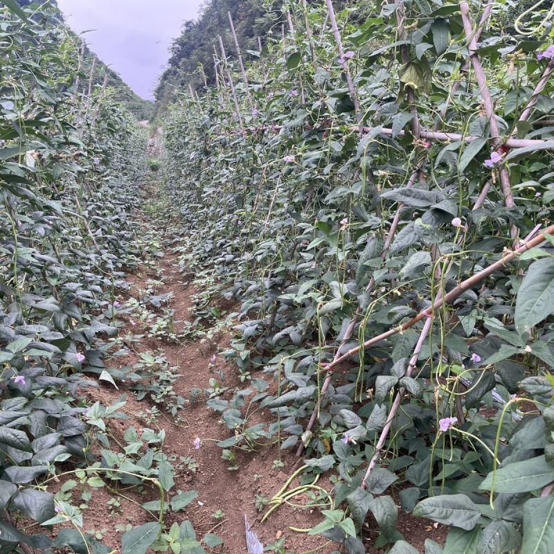 苏瑞隆喜100长豇豆种子早中熟油亮翠绿白籽厚肉豆角种籽春
