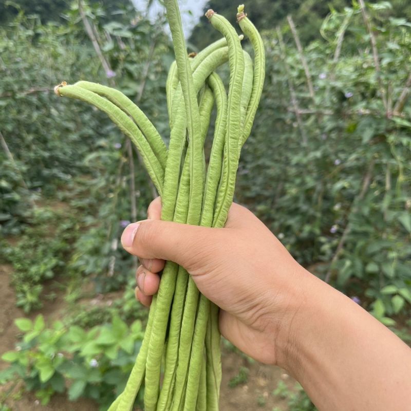 苏瑞隆喜100长豇豆种子早中熟油亮翠绿白籽厚肉豆角种籽春