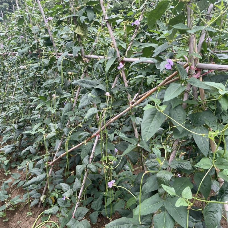 苏瑞隆喜100长豇豆种子早中熟油亮翠绿白籽厚肉豆角种籽春