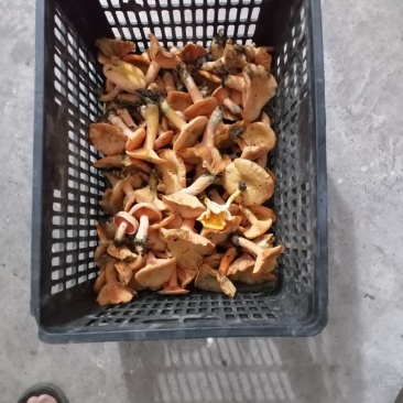 野生菌