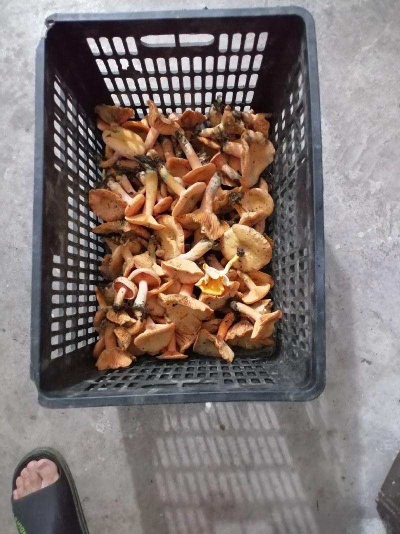 野生菌