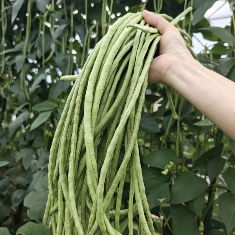 烈火金刚耐热豆角种子中早熟绿色油亮肉厚耐运输采收期长豆角