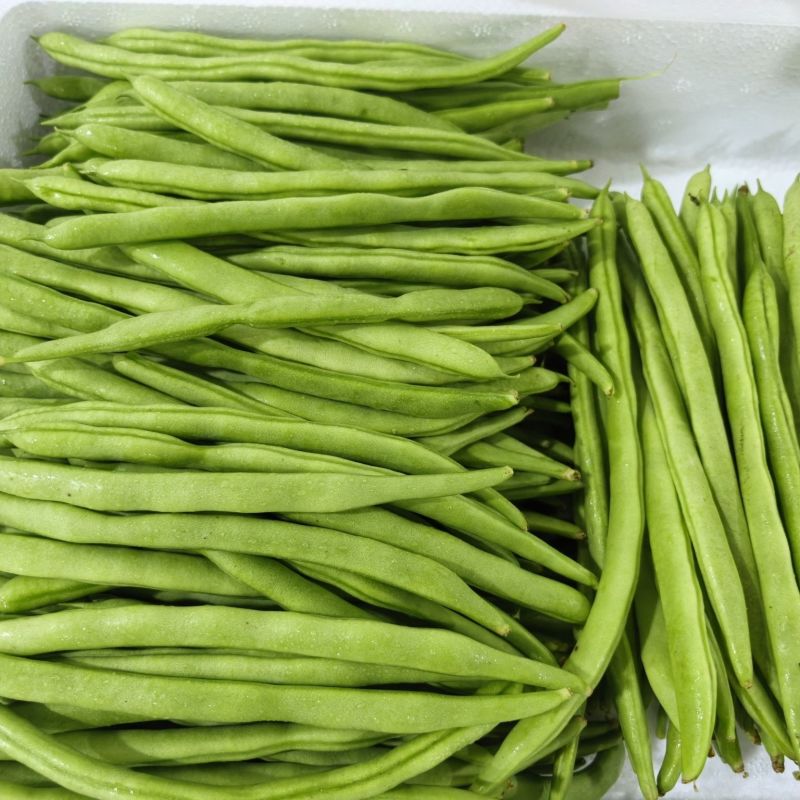 大禹杭研小金豆无限生长早熟架豆种子荚天下顺直肉质肥厚无筋
