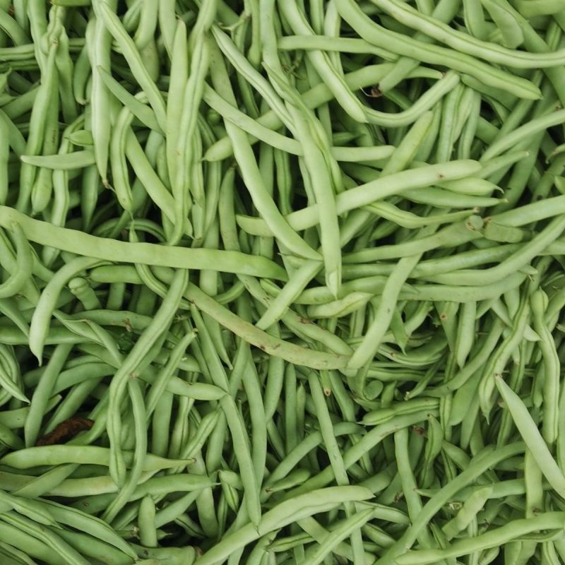 大禹杭研小金豆无限生长早熟架豆种子荚天下顺直肉质肥厚无筋