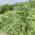大禹杭研小金豆无限生长早熟架豆种子荚天下顺直肉质肥厚无筋
