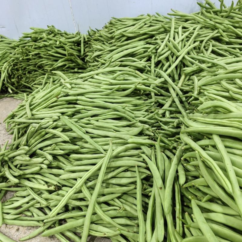 大禹杭研小金豆无限生长早熟架豆种子荚天下顺直肉质肥厚无筋