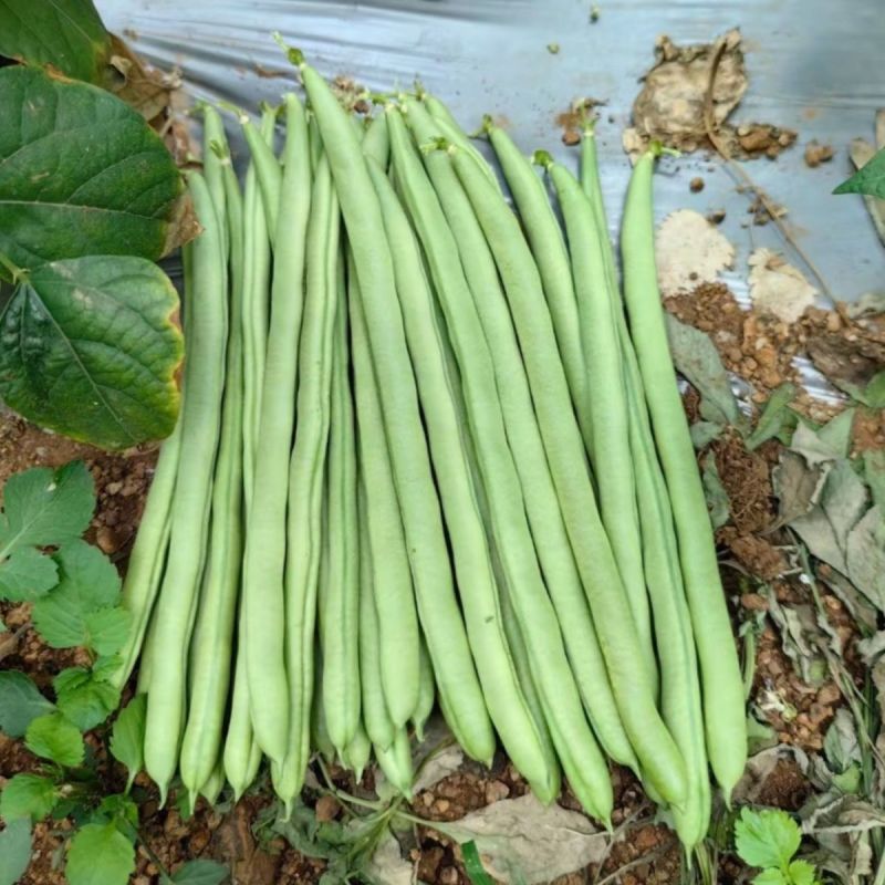 大禹杭研小金豆无限生长早熟架豆种子荚天下顺直肉质肥厚无筋