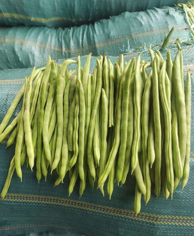 大禹杭研小金豆无限生长早熟架豆种子荚天下顺直肉质肥厚无筋