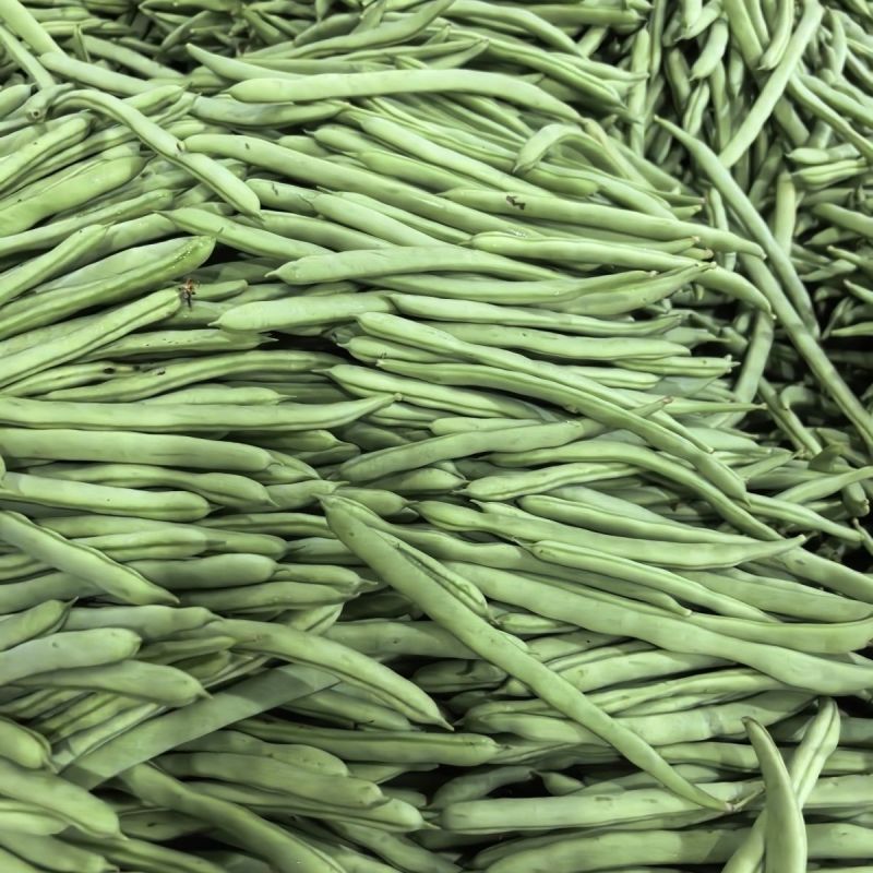 大禹杭研小金豆无限生长早熟架豆种子荚天下顺直肉质肥厚无筋