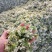 韭菜花河北邯郸临漳万亩韭菜基地