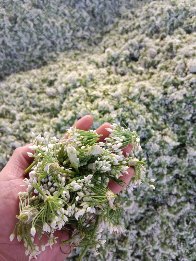 韭菜花河北邯郸临漳万亩韭菜基地