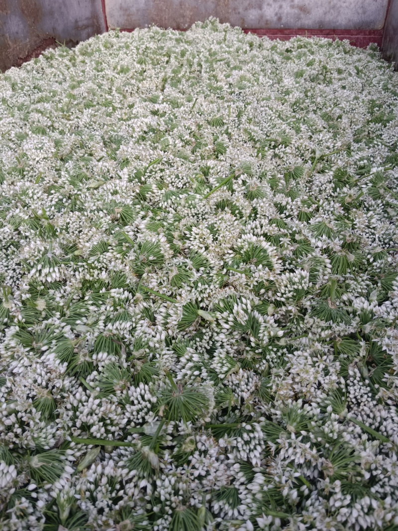 韭菜花河北邯郸临漳万亩韭菜基地