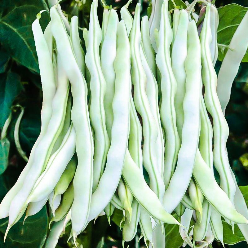 大禹杭研九粒白架豆种子豆荚圆棍型荚肉质肥厚纤维少白架豆种