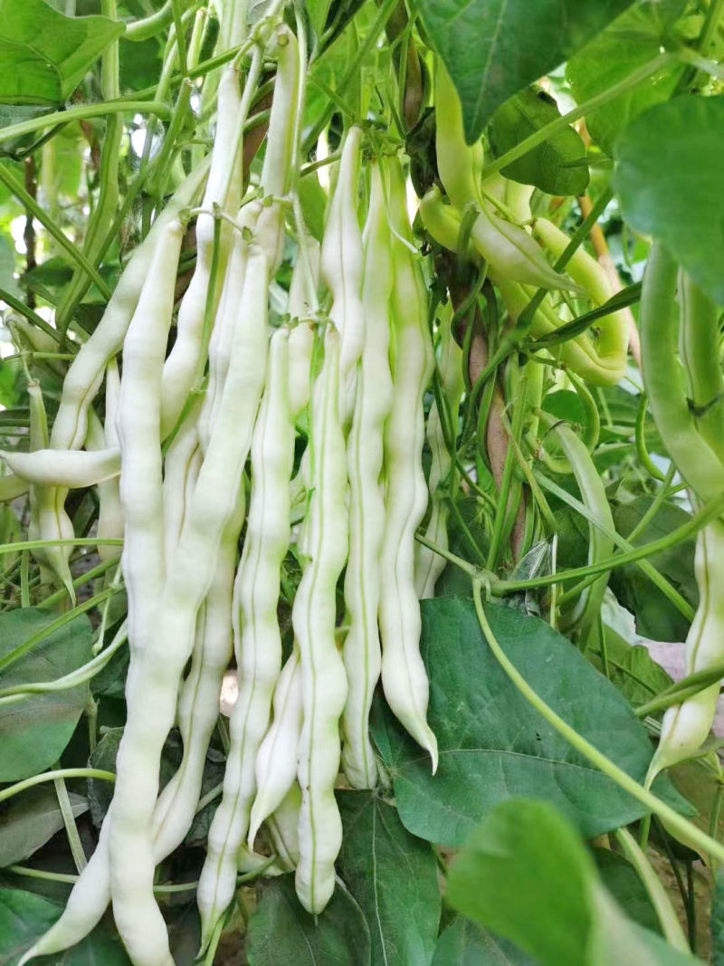 大禹杭研九粒白架豆种子豆荚圆棍型荚肉质肥厚纤维少白架豆种