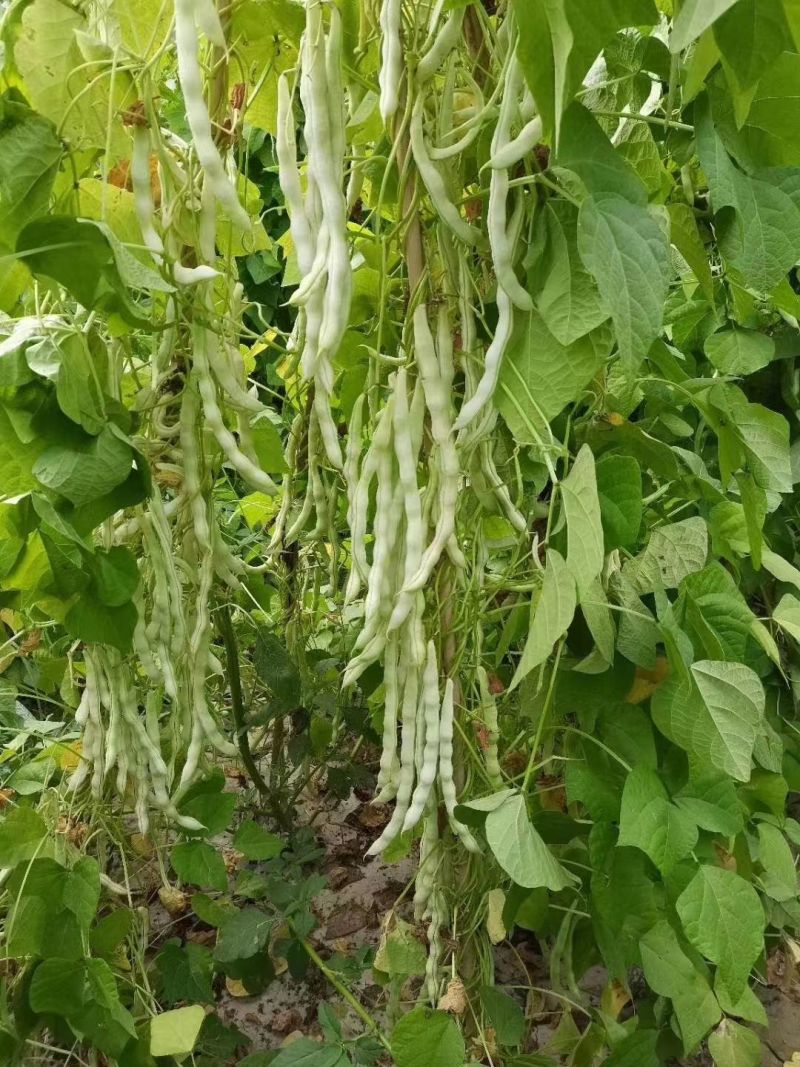 大禹杭研九粒白架豆种子豆荚圆棍型荚肉质肥厚纤维少白架豆种