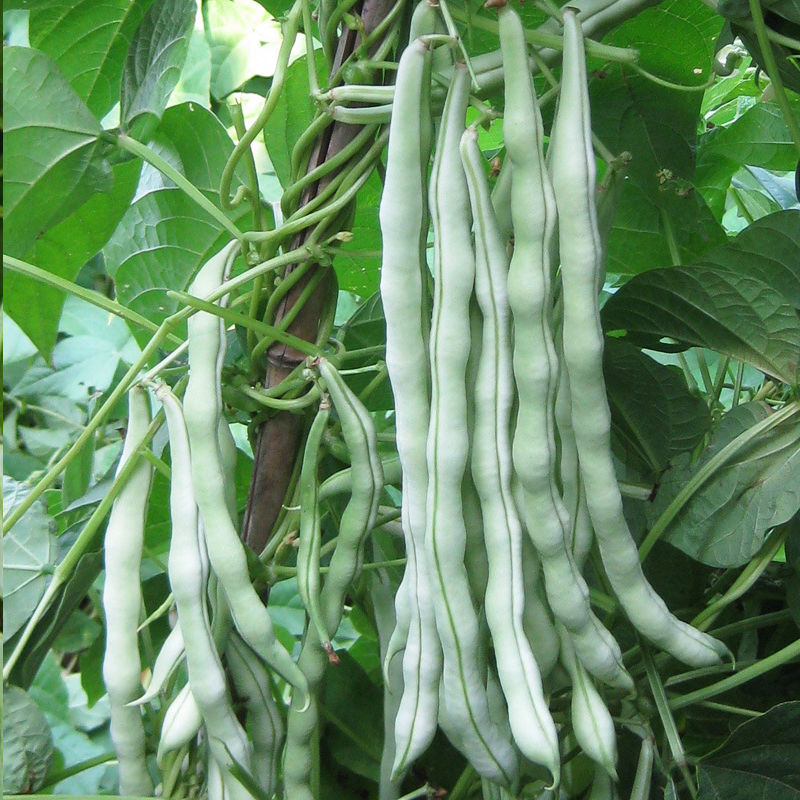 大禹杭研九粒白架豆种子豆荚圆棍型荚肉质肥厚纤维少白架豆种