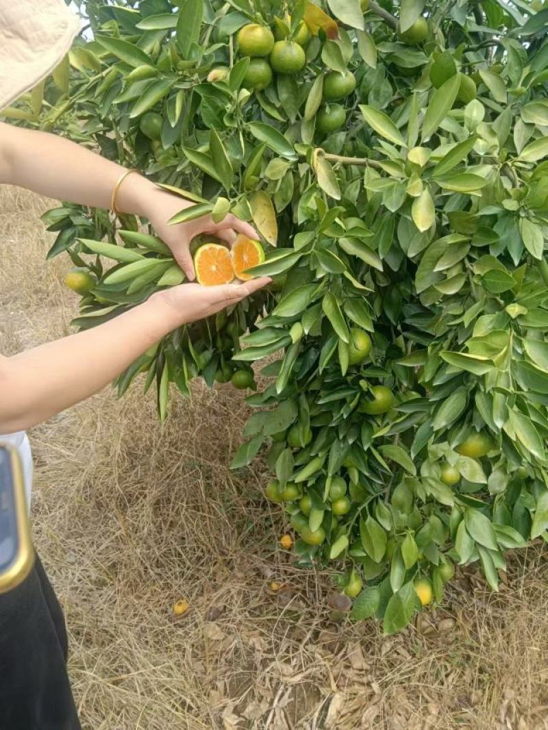 重楼鲜货选个