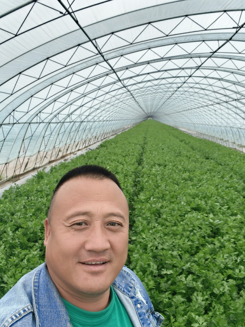辽宁省锦州市凌海市芹菜大量上市