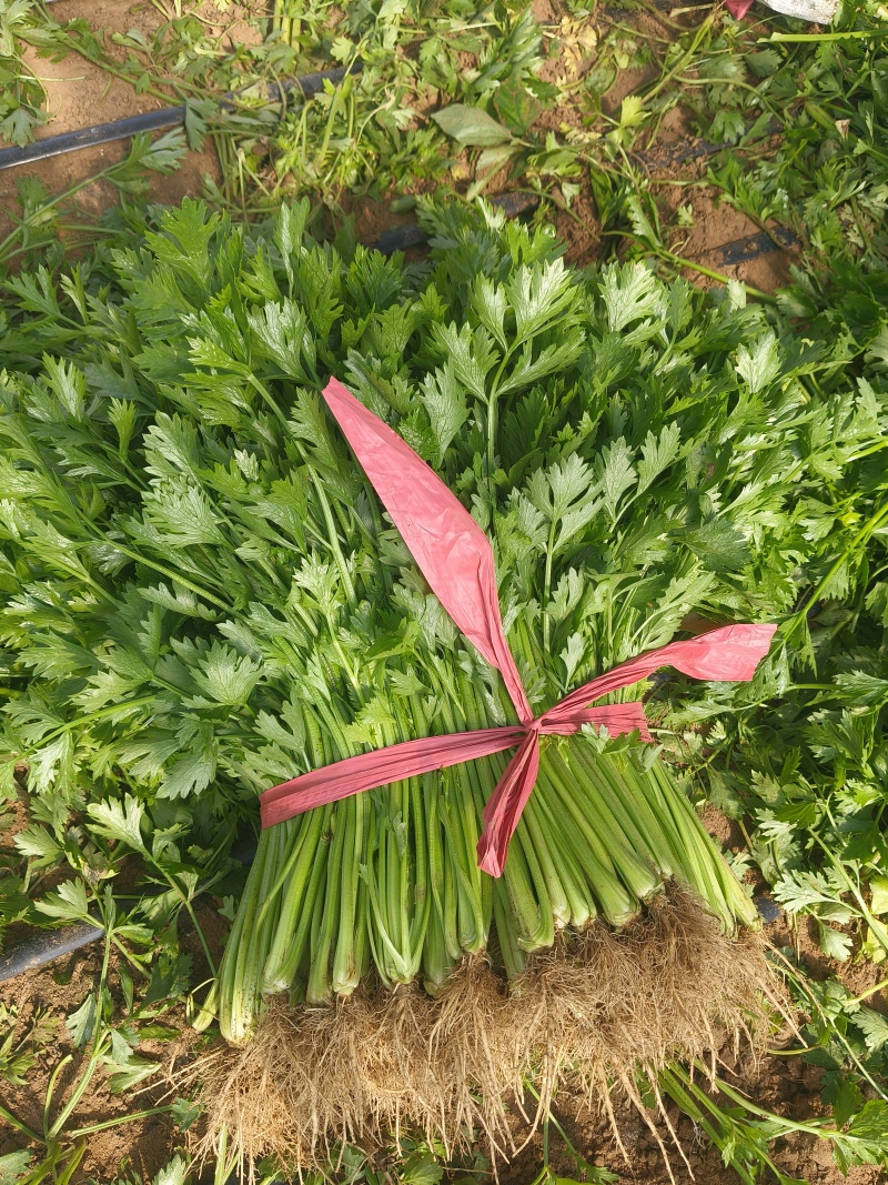 辽宁省锦州市凌海市芹菜大量上市
