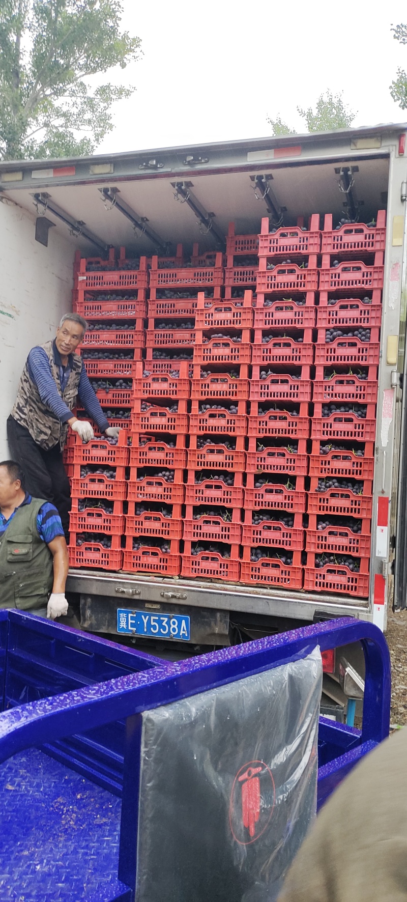 张家口优质巨峰葡萄