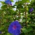 2509苗圃供应进口牵牛花美国大牵牛粉色树牵牛