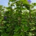 2509苗圃供应进口牵牛花美国大牵牛粉色树牵牛