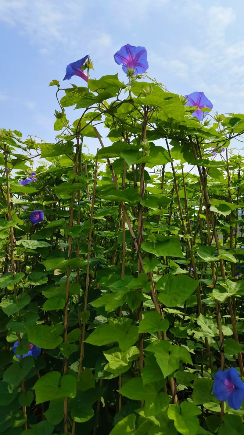 2509苗圃供应进口牵牛花美国大牵牛粉色树牵牛
