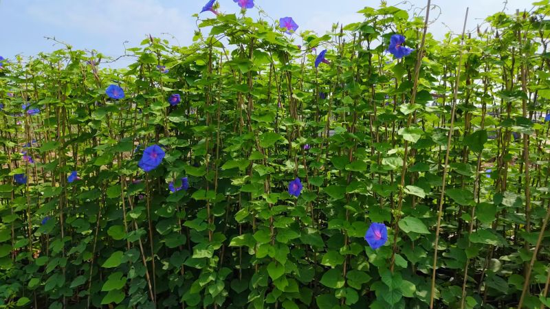 2509苗圃供应进口牵牛花美国大牵牛粉色树牵牛