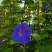2509苗圃供应进口牵牛花美国大牵牛粉色树牵牛