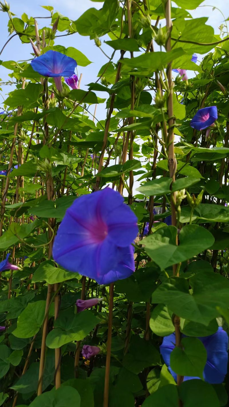 2509苗圃供应进口牵牛花美国大牵牛粉色树牵牛