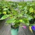 2509苗圃供应进口牵牛花美国大牵牛粉色树牵牛