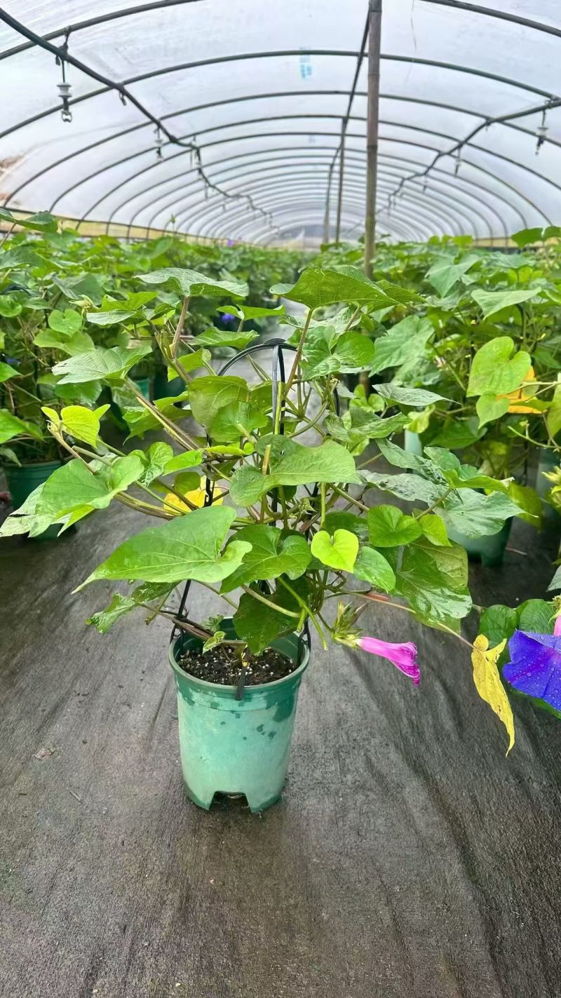 2509苗圃供应进口牵牛花美国大牵牛粉色树牵牛