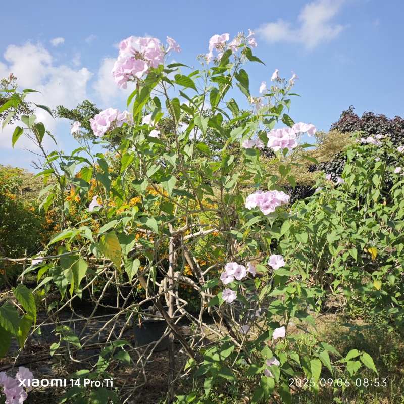 2509苗圃供应进口牵牛花美国大牵牛粉色树牵牛