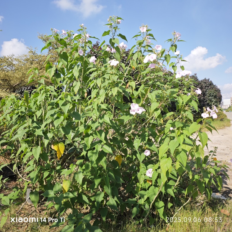 2509苗圃供应进口牵牛花美国大牵牛粉色树牵牛
