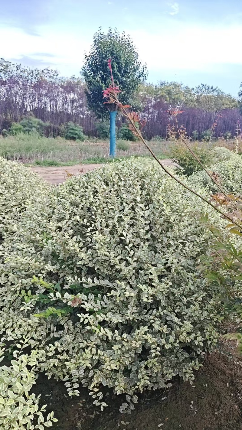 陕西银姬小腊球80~150厘米银姬小腊球银姬小腊柱