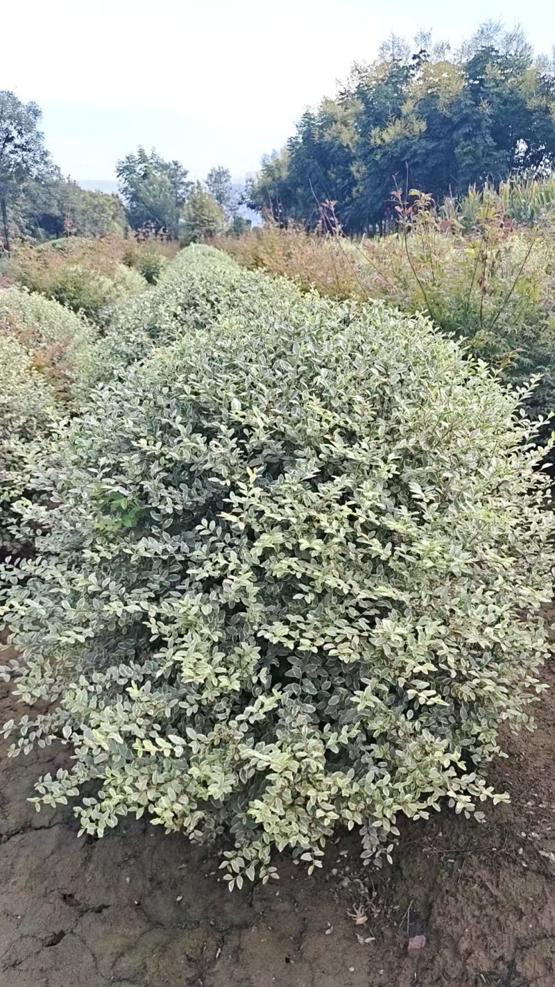 陕西银姬小腊球80~150厘米银姬小腊球银姬小腊柱