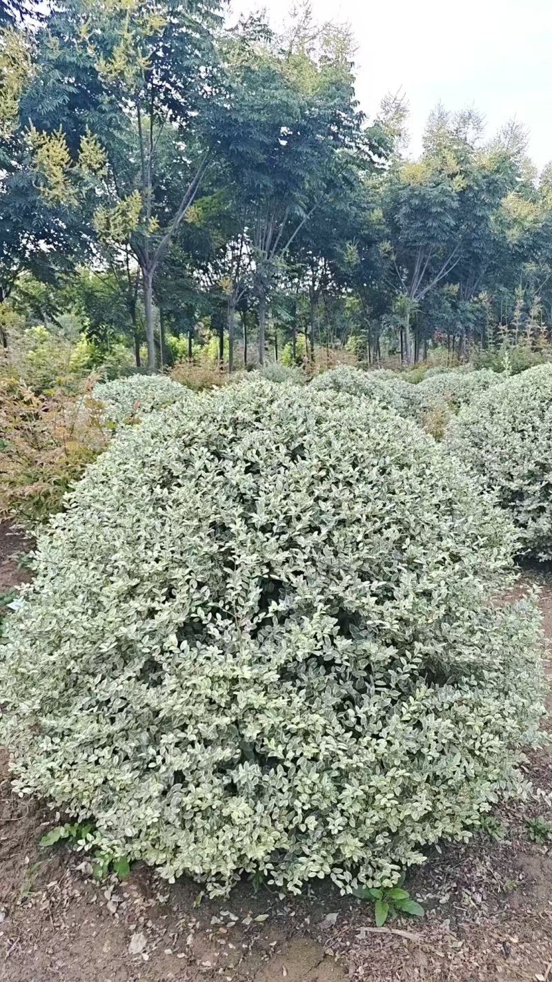 陕西银姬小腊球80~150厘米银姬小腊球银姬小腊柱