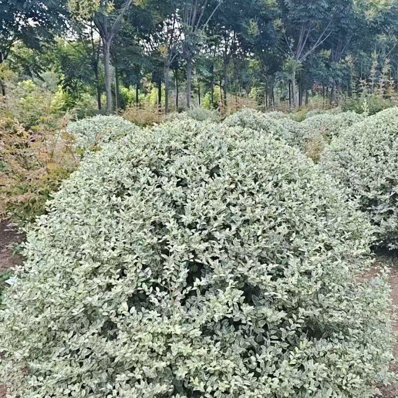 陕西银姬小腊球80~150厘米银姬小腊球银姬小腊柱
