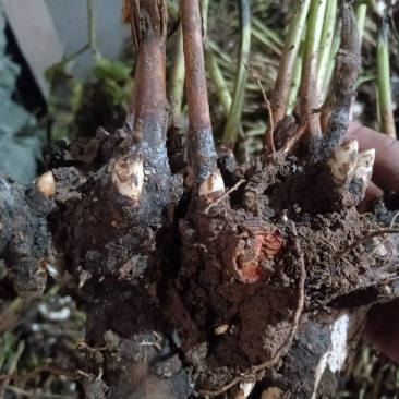 白芍芽种苗