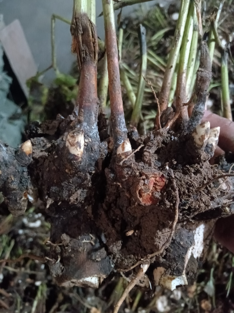 白芍芽种苗