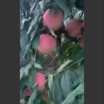 桃巨红冠