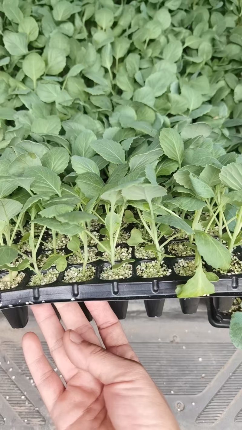 包菜苗，自产自销批发客户，大量有货