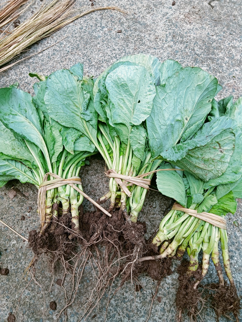 包菜苗，自产自销批发客户，大量有货