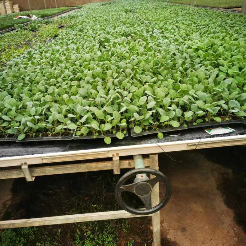 包菜苗，自产自销批发客户，大量有货