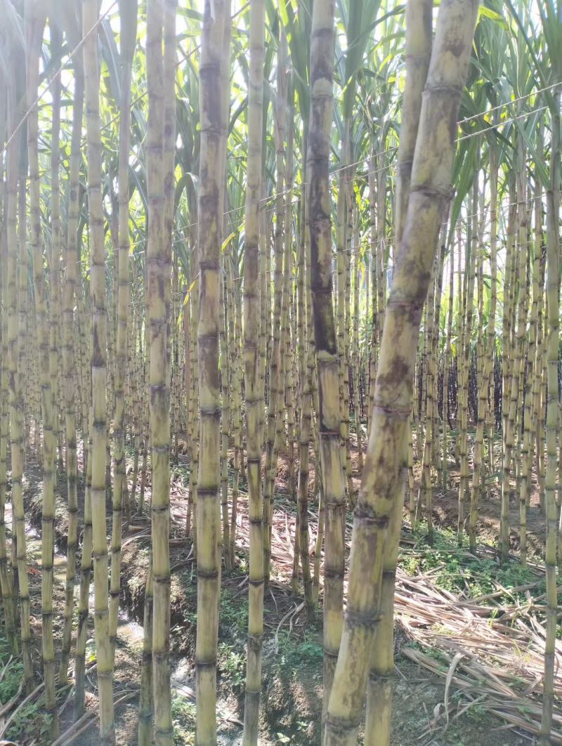 【脆甜薄皮长节】正宗广西黄皮甘蔗新鲜黄金应季水果批发非黑