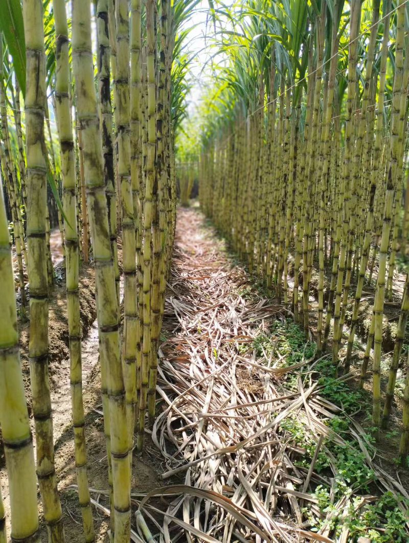【脆甜薄皮长节】正宗广西黄皮甘蔗新鲜黄金应季水果批发非黑