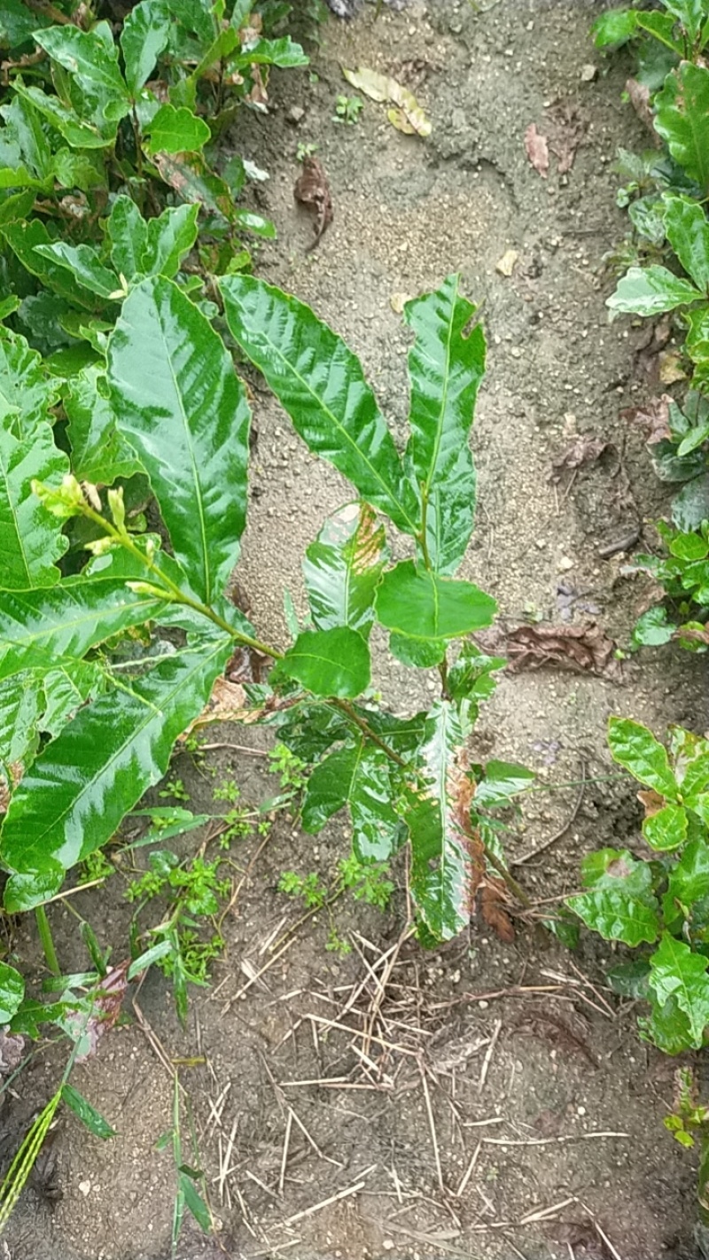 栓皮栎小叶栎树正宗橡树苗杯苗可结果实南北方庭院室外