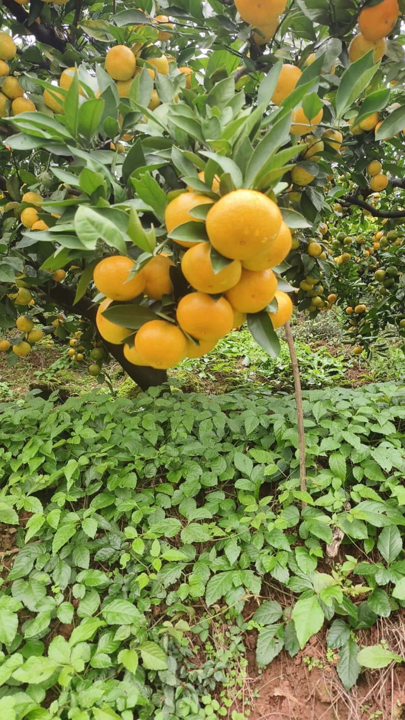 蜜橘宜昌蜜桔柑桔皮薄多汁口感纯甜高山蜜橘对接电商平台