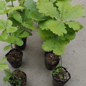 槲树苗槲栎头树苗绿色观叶花卉盆景荒山庭院种植带土发货