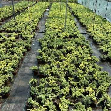 新西兰珍珠柏盆景素材苗批发